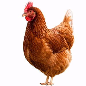 HEN